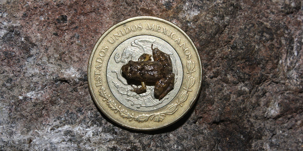 A Craugastor rubinus frog photographed on a Mexican coin to demonstrate its small size. Photo courtesy of Eric Smith.